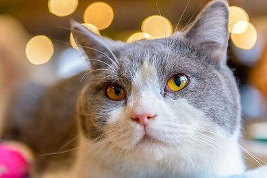 使命召唤18即将公布，野豹加速器助你流畅体验系列全作